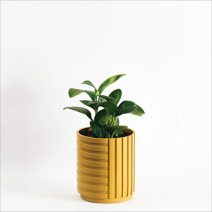 maceta Rootmate